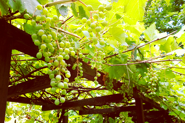 Gartenterrasse